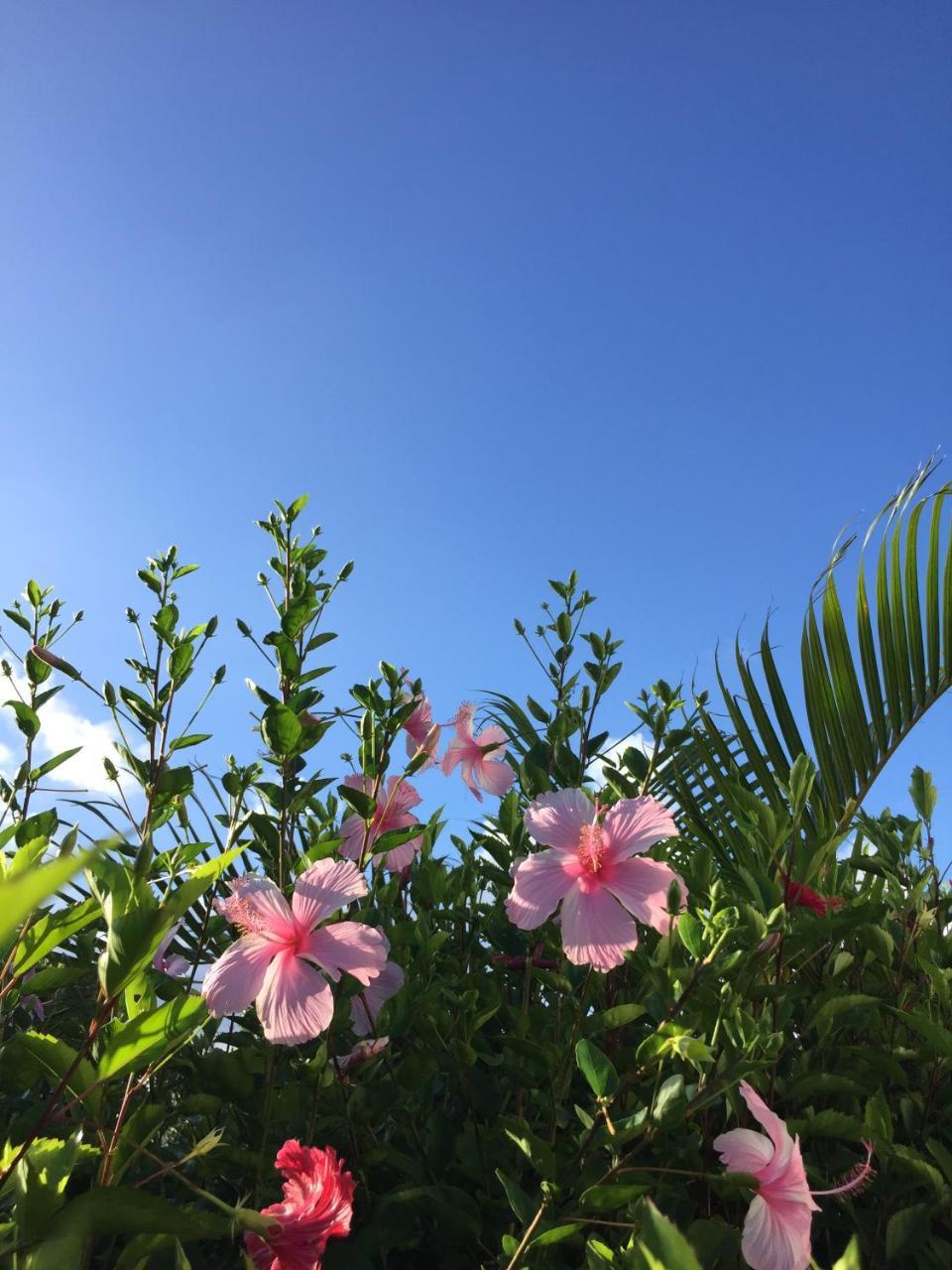 Guest House Annsea Ishigaki  Exterior photo